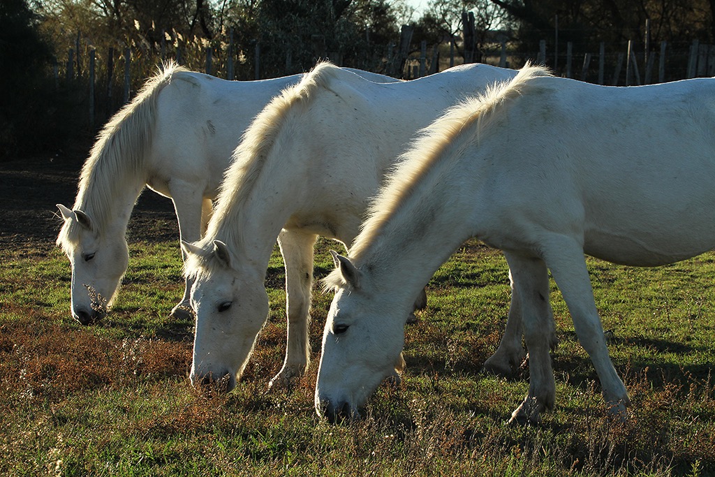 Camargue 1x