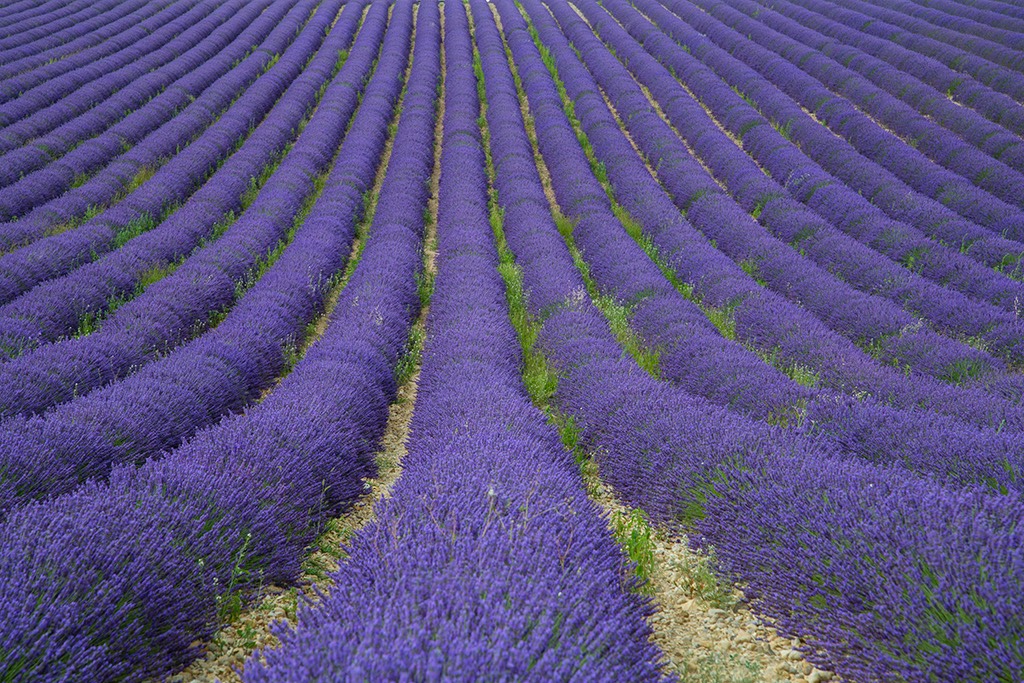 lavender lines x
